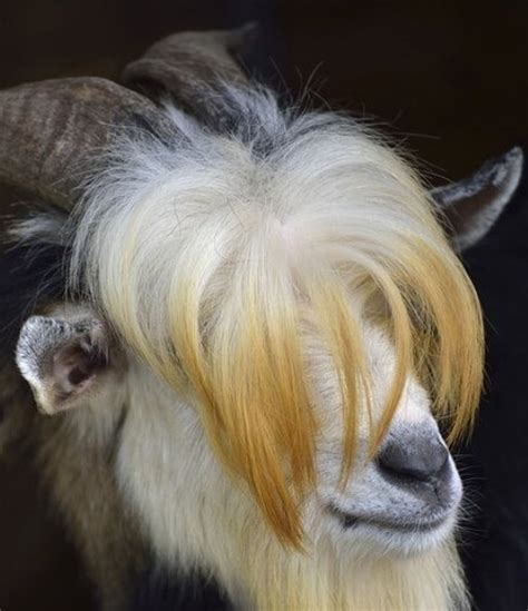 Neck trim. . Goat haircuts orem